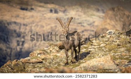 Similar – Image, Stock Photo steinbock Wildlife Animal
