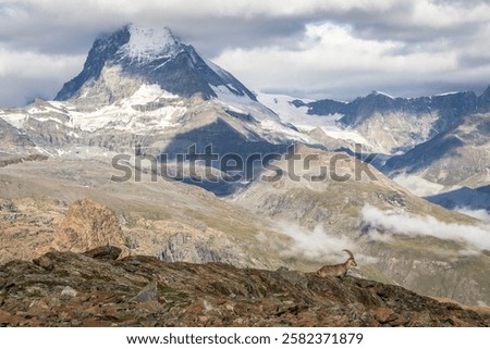 Similar – Image, Stock Photo steinbock Wildlife Animal