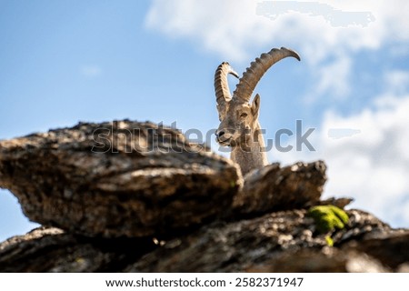 Similar – Image, Stock Photo steinbock Wildlife Animal