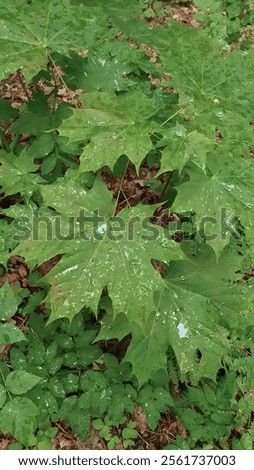 Image, Stock Photo Tree leaves wet after being exposed to rain in the morning