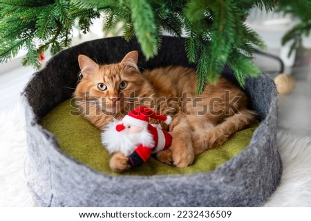 Similar – Image, Stock Photo Cat under the Christmas tree