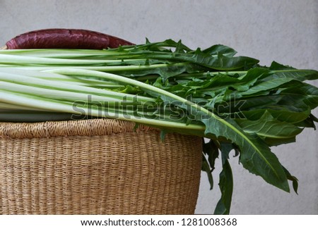 Organic Chicory cicoria catalogna salad in the basket. Foto d'archivio © 
