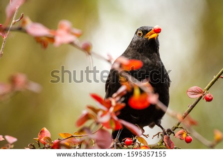 Similar – Image, Stock Photo Blackbird in a berry bush