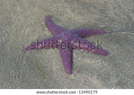 purple starfish on the sand