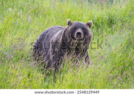 Similar – Foto Bild Grizzlybär auf dem Weg durch den Wald