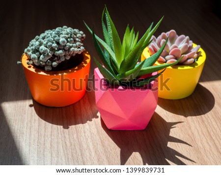 Similar – Image, Stock Photo Three mini cactus in white ceramic pots on grey concrete table background