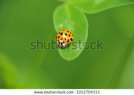 Similar – Image, Stock Photo lonesome beetle Insect