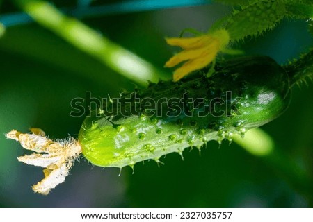 Similar – Image, Stock Photo Fruit salad early stage