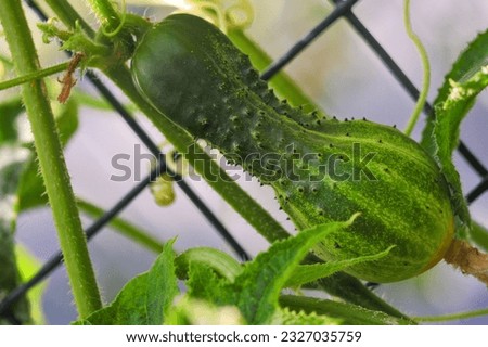 Similar – Image, Stock Photo Fruit salad early stage