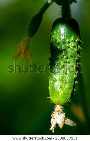 Similar – Image, Stock Photo Fruit salad early stage