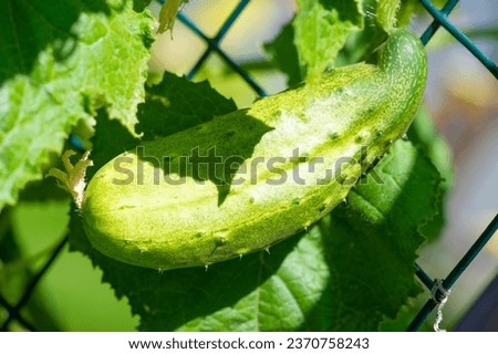 Similar – Image, Stock Photo Fruit salad early stage