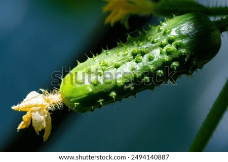 Similar – Image, Stock Photo Fruit salad early stage