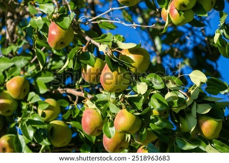 Similar – Image, Stock Photo Apple and pear in consensus