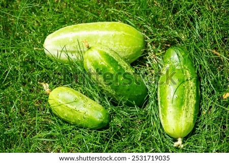 Image, Stock Photo Fruit salad early stage