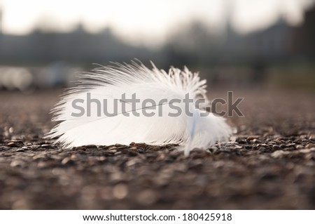 white feather in the park