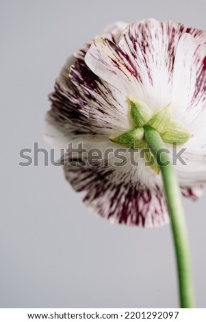 Similar – Image, Stock Photo Ranunculus, Asian buttercup ( Ranunculus asiaticus ), garden form (florist’s ranunculus)