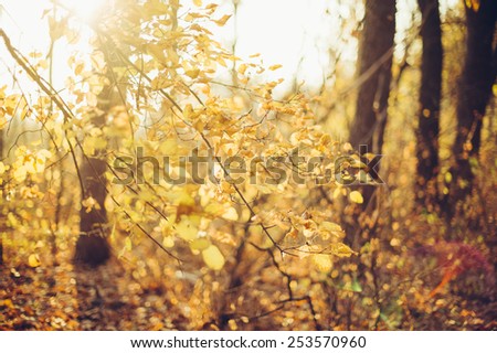 Beautiful autumn booked view of the autumn tree branch
