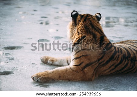 Adorable cute tiger lying on the frozen lake in the Zoo in Austria