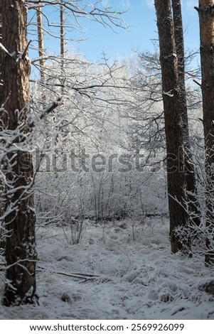 Similar – Image, Stock Photo Frozen grass on sunny day in winter