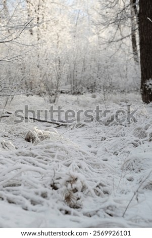 Similar – Image, Stock Photo Frozen grass on sunny day in winter