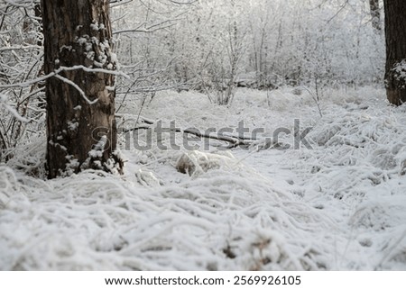 Similar – Image, Stock Photo Frozen grass on sunny day in winter