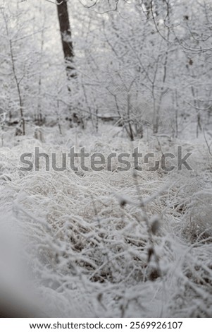 Similar – Image, Stock Photo Frozen grass on sunny day in winter