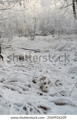 Similar – Image, Stock Photo Frozen grass on sunny day in winter