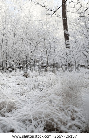 Similar – Image, Stock Photo Frozen grass on sunny day in winter