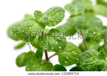 green mint leaves with water drops