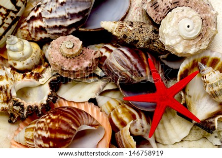 seashell and starfish red