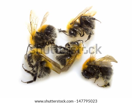 Similar – Image, Stock Photo dead bee in front of white background