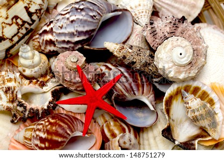 seashell and starfish red