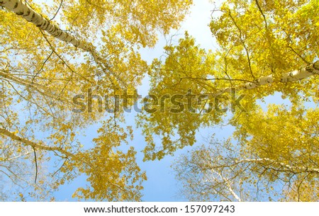 Autumn sky in birch forest with wide angle lens