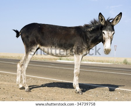 This donkey is curious and has no fear