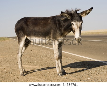 This donkey is curious and has no fear