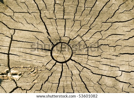 Cut log, wood-grain background texture