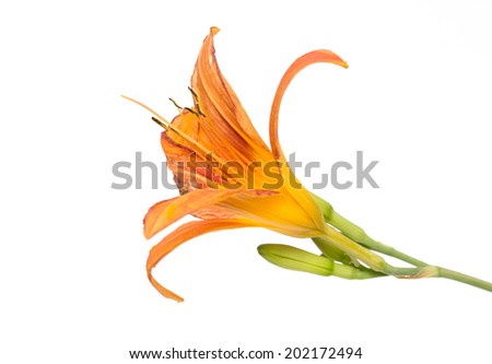 Orange lily flower,Lilium, isolated on white