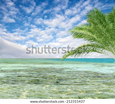 turquoise sea sky coconut palm