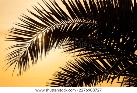 Similar – Image, Stock Photo Palm leaves against blue sky