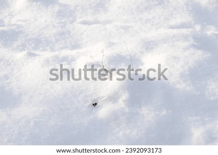 Similar – Foto Bild Schneeblumen-Kaltem Eis