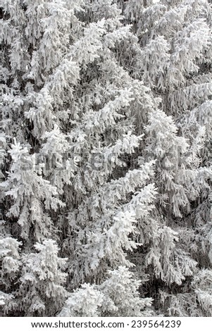 winter landscape trees in snow
