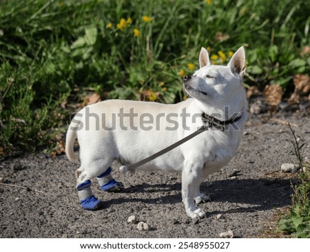 Similar – Image, Stock Photo Shoes on a leash