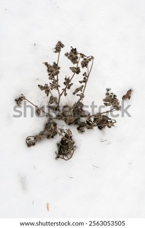 Similar – Image, Stock Photo A small dead frozen mouse lies on its side in the snow