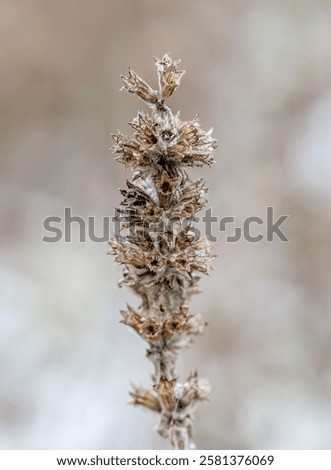 Similar – Image, Stock Photo dried up brown inflorescences with glittering snow hood and closed snow cover in the background