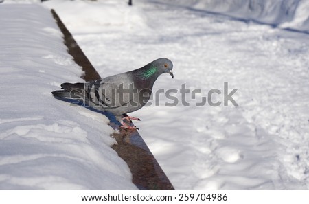 wild dove gray winter