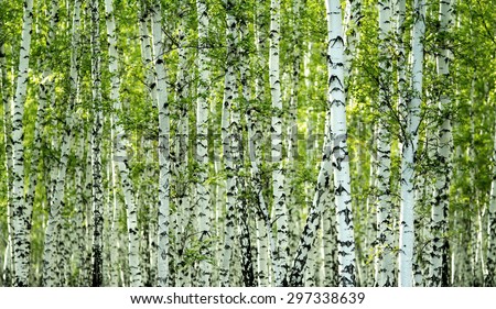 green birch forest in the spring