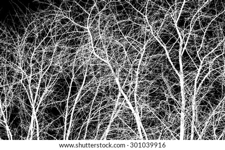 abstraction, white tree branches on a black background