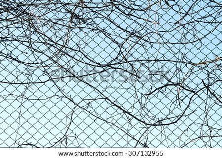 grapes dry on the grid background