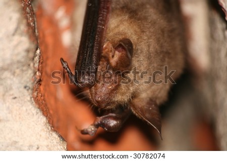 Large mouse-eared bat (Myotis myotis) hanging in military fort