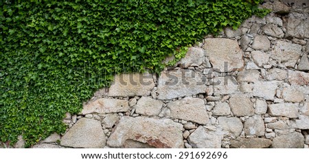 Natural green leaf wall, eco friendly background on stone wall.The green ivy on a stone wall